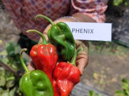 Piment Phenix
